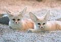 Desert fox Royalty Free Stock Photo