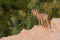 Desert fox Royalty Free Stock Photo