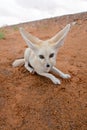 Desert fox Royalty Free Stock Photo