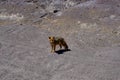 Desert Fox Coyote Altiplano Bolivia Royalty Free Stock Photo