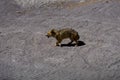 Desert Fox Coyote Altiplano Bolivia Royalty Free Stock Photo