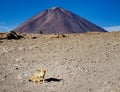 Desert fox in the dry outdoor