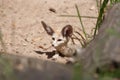 Desert fox Fennec Fox