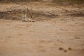 Desert fox in little rann of kutch