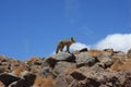 Desert fox on rocks Royalty Free Stock Photo