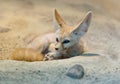 Desert fox Royalty Free Stock Photo