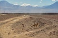 Desert Fox in Sur Lipez, South Bolivia Royalty Free Stock Photo