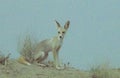 Desert fox in wildlife reserves in wet lands of Pakistan Royalty Free Stock Photo