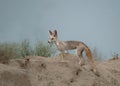 Desert fox in wildlife reserves in wet lands of Pakistan Royalty Free Stock Photo