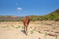 A desert friend on the road in Oman