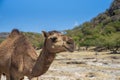 A desert friend on the road in Oman