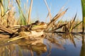 a desert frog resting on a reed beside a desert pond