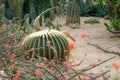 Desert garden Royalty Free Stock Photo