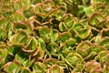 Desert Garden Bicolor Ground Cover in Arid Garden Royalty Free Stock Photo