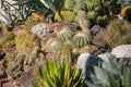 Desert garden cactus