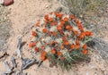 Desert Garden in the Sevilleta National Wildlife Refuge