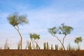 Desert Garden of Spindly Trees Royalty Free Stock Photo