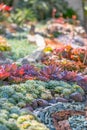 Desert garden with succulents