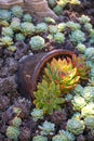 Desert garden with succulents