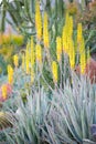 Desert garden with succulents Royalty Free Stock Photo