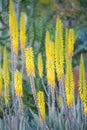 Desert garden with succulents Royalty Free Stock Photo