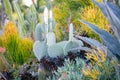 Desert garden with succulents Royalty Free Stock Photo