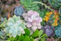 Desert garden with succulents Royalty Free Stock Photo