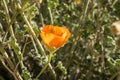 Desert Globemallow Sphaeralcea ambigua blooming in Joshua Tree National Park, California Royalty Free Stock Photo