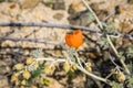 Desert Globemallow Sphaeralcea ambigua blooming in Joshua Tree National Park, California Royalty Free Stock Photo