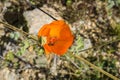 Desert Globemallow Sphaeralcea ambigua blooming in Joshua Tree National Park, California Royalty Free Stock Photo