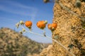 Desert Globemallow Sphaeralcea ambigua blooming in Joshua Tree National Park, California Royalty Free Stock Photo