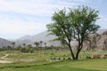 Desert Golf Course Royalty Free Stock Photo