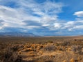 Desert Grass Field Bathed in Sunlight. Cloudy Bright Blue Sky.