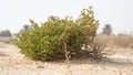 Desert grass plant in Qatar,Halophyte plant Zygophyllum qatarense or Tetraena qatarense