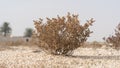 Desert grass plant in Qatar,Halophyte plant Zygophyllum qatarense or Tetraena qatarense