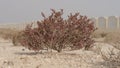 Desert grass plant in Qatar,Halophyte plant Zygophyllum qatarense or Tetraena qatarense