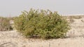 Desert grass plant in Qatar,Halophyte plant Zygophyllum qatarense or Tetraena qatarense