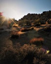 Desert Grasses Backlit at Sunset Royalty Free Stock Photo