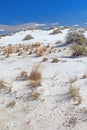 Desert Grasses Growing in a White Sand Dune