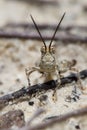 Desert grasshopper