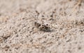 Desert grasshopper on sandy ground in natural environment