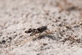 Desert grasshopper on sandy ground in natural environment