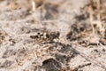 Desert grasshopper on sandy ground in natural environment