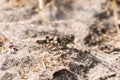 Desert grasshopper on sandy ground in natural environment