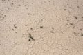 Desert ground cracks mud dirt Royalty Free Stock Photo