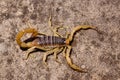 Desert Hairy Scorpion Royalty Free Stock Photo