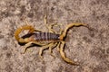 Desert Hairy Scorpion