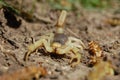 Desert Hairy Scorpion Hadrurus arizonensis Royalty Free Stock Photo