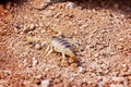 Desert Hairy Scorpion On Land Royalty Free Stock Photo