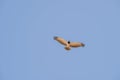 desert hawk in flight